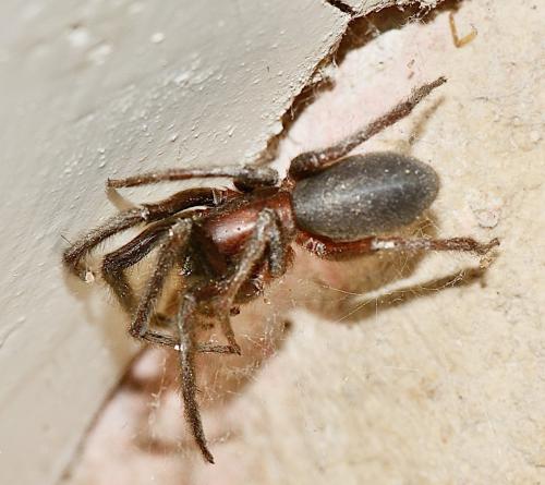 Segestria florentina
